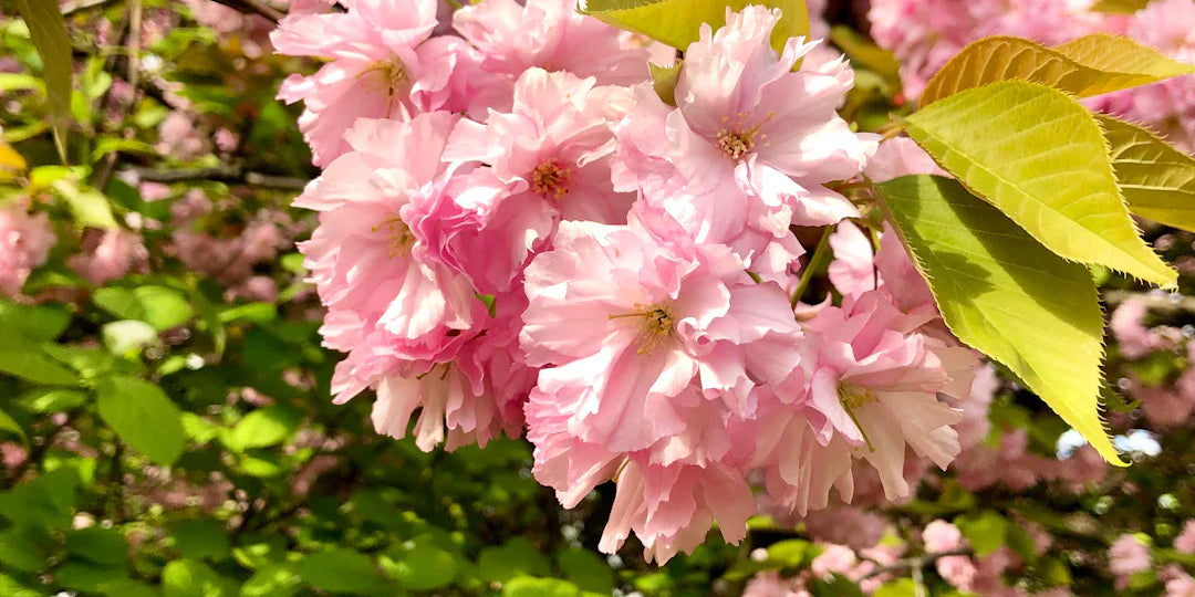 春夏に最適な軽やかなワンピース特集